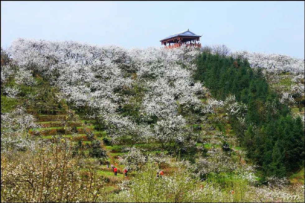 【春天，广西桂林灌阳县向您发出邀请！】我们在灌阳看梨花 - 游山玩水 - 清远生活社区 - 清远28生活网 qingyuan.28life.net
