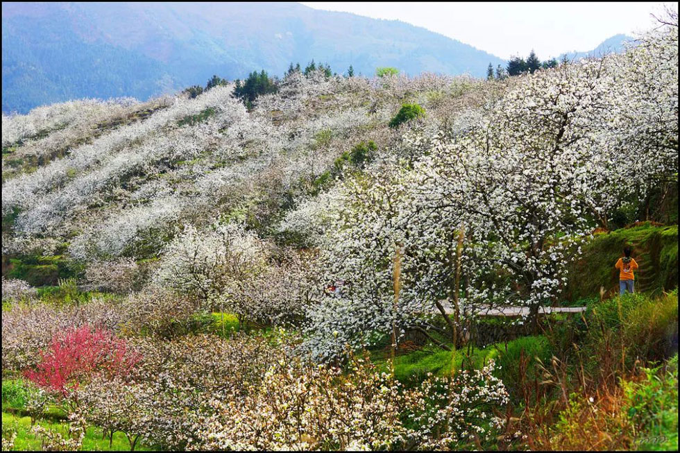 【春天，广西桂林灌阳县向您发出邀请！】我们在灌阳看梨花 - 游山玩水 - 清远生活社区 - 清远28生活网 qingyuan.28life.net