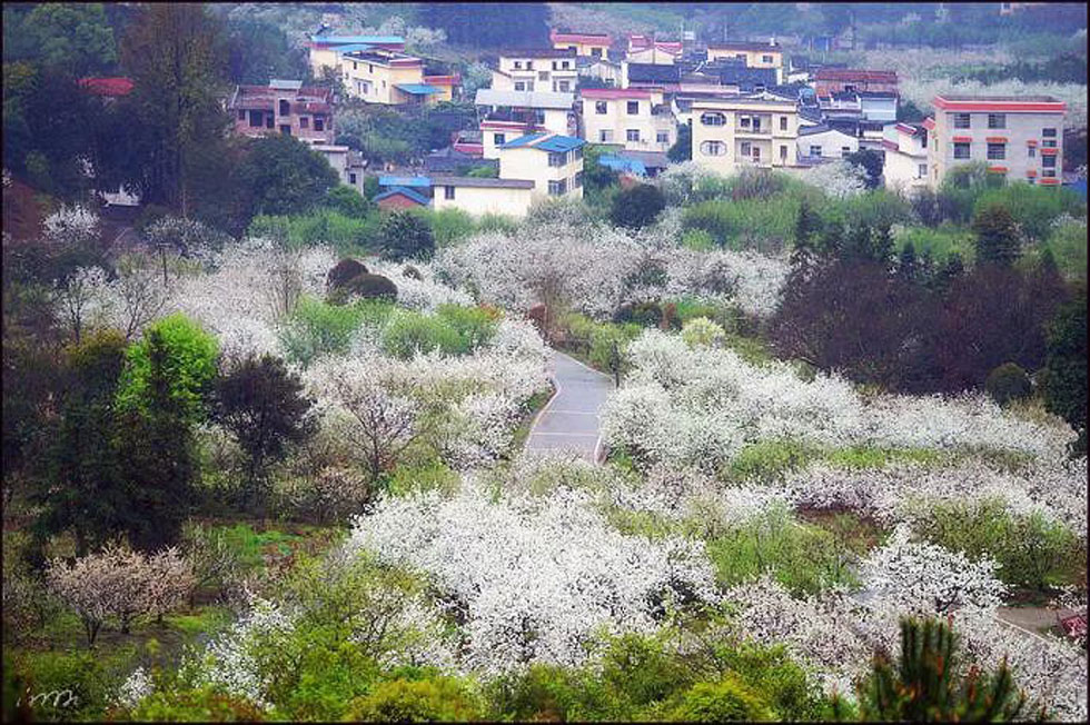 【春天，广西桂林灌阳县向您发出邀请！】我们在灌阳看梨花 - 游山玩水 - 清远生活社区 - 清远28生活网 qingyuan.28life.net