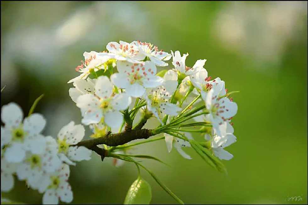 【春天，广西桂林灌阳县向您发出邀请！】我们在灌阳看梨花 - 游山玩水 - 清远生活社区 - 清远28生活网 qingyuan.28life.net