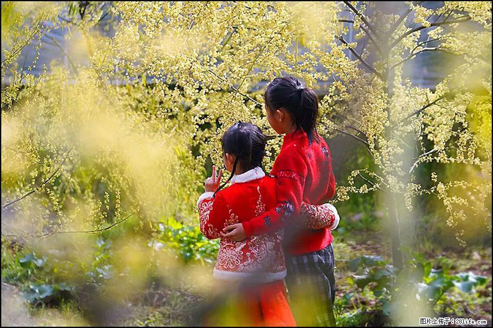 【春天，广西桂林灌阳县向您发出邀请！】米珠山前有片山苍子花在飘香 - 游山玩水 - 清远生活社区 - 清远28生活网 qingyuan.28life.net