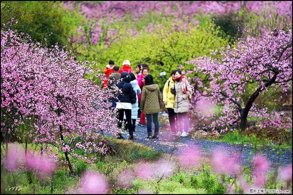 【春天，广西桂林灌阳县向您发出邀请！】官庄村有个醉美的桃花园 - 游山玩水 - 清远生活社区 - 清远28生活网 qingyuan.28life.net