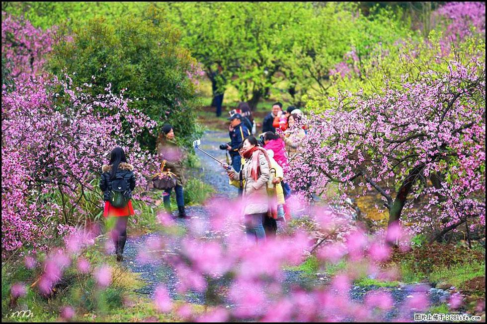 【春天，广西桂林灌阳县向您发出邀请！】官庄村有个醉美的桃花园 - 游山玩水 - 清远生活社区 - 清远28生活网 qingyuan.28life.net