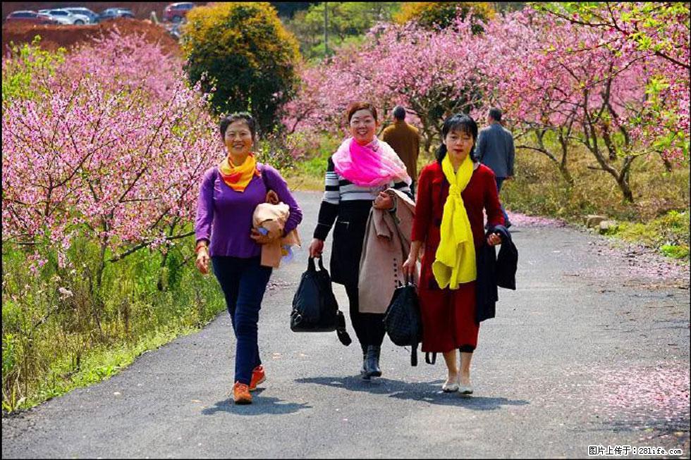 【春天，广西桂林灌阳县向您发出邀请！】官庄村有个醉美的桃花园 - 游山玩水 - 清远生活社区 - 清远28生活网 qingyuan.28life.net