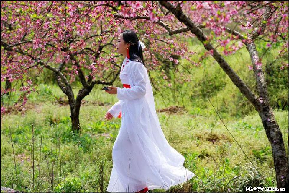 【春天，广西桂林灌阳县向您发出邀请！】官庄村有个醉美的桃花园 - 游山玩水 - 清远生活社区 - 清远28生活网 qingyuan.28life.net