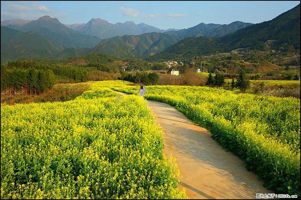 【春天，广西桂林灌阳县向您发出邀请！】长坪村油菜盛情花开 - 游山玩水 - 清远生活社区 - 清远28生活网 qingyuan.28life.net