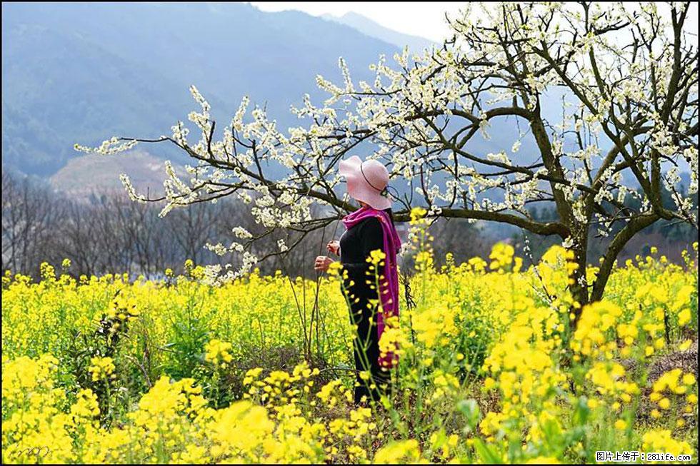 【春天，广西桂林灌阳县向您发出邀请！】长坪村油菜盛情花开 - 游山玩水 - 清远生活社区 - 清远28生活网 qingyuan.28life.net