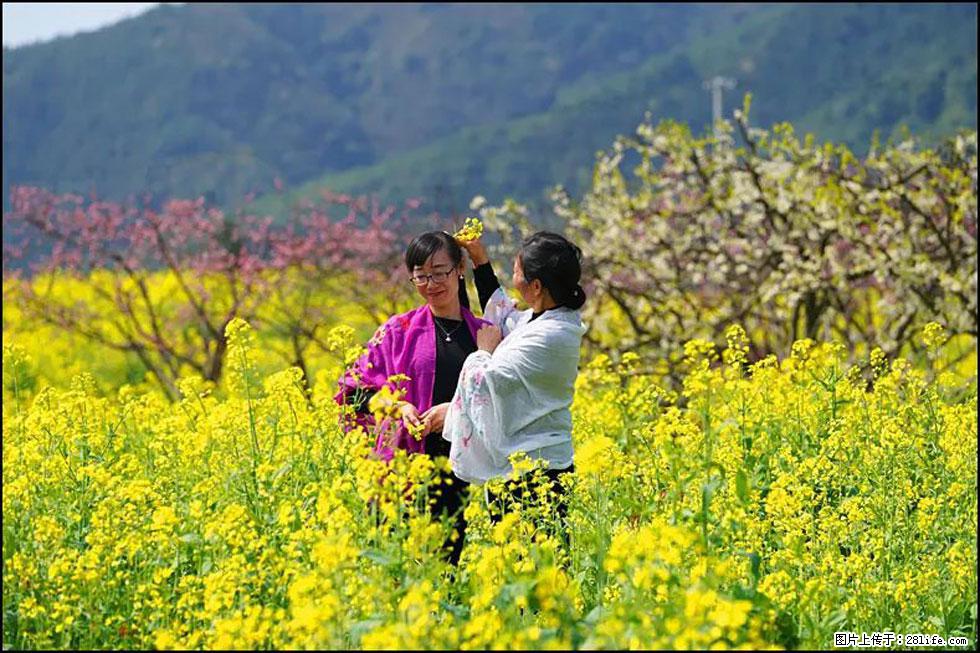 【春天，广西桂林灌阳县向您发出邀请！】长坪村油菜盛情花开 - 游山玩水 - 清远生活社区 - 清远28生活网 qingyuan.28life.net