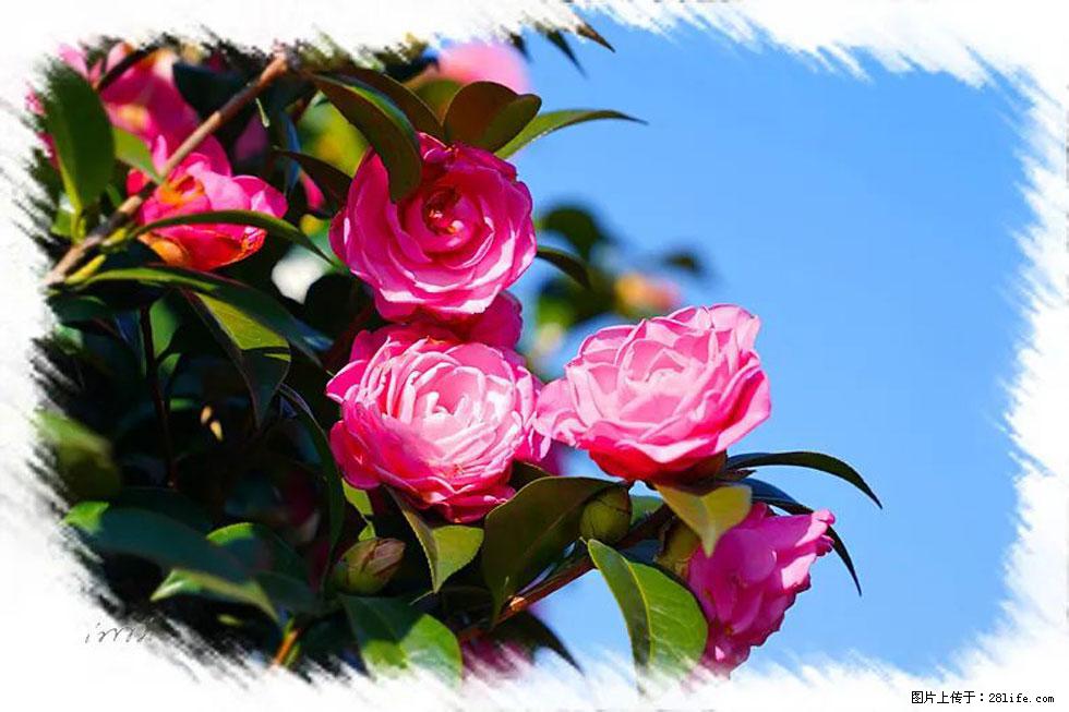 【春天，广西桂林灌阳县向您发出邀请！】杨柳井茶花惹人爱 - 游山玩水 - 清远生活社区 - 清远28生活网 qingyuan.28life.net