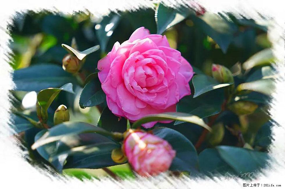 【春天，广西桂林灌阳县向您发出邀请！】杨柳井茶花惹人爱 - 游山玩水 - 清远生活社区 - 清远28生活网 qingyuan.28life.net
