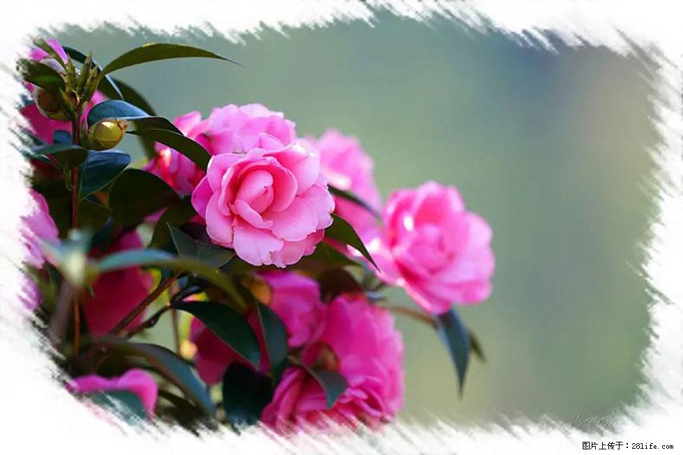 【春天，广西桂林灌阳县向您发出邀请！】杨柳井茶花惹人爱 - 游山玩水 - 清远生活社区 - 清远28生活网 qingyuan.28life.net