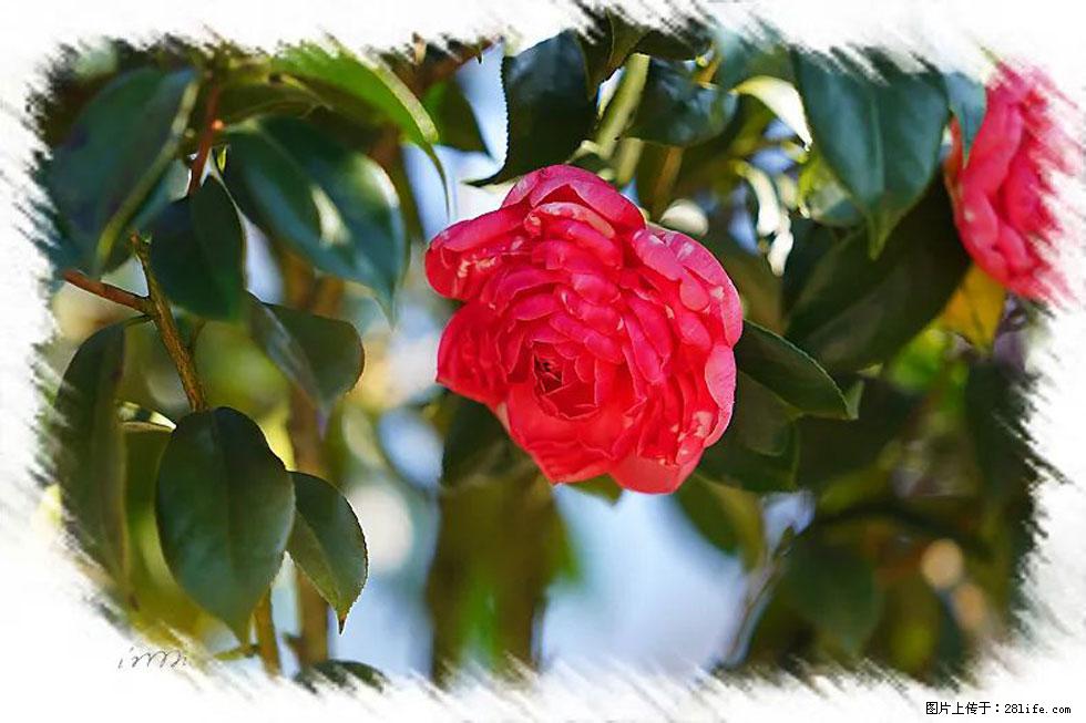 【春天，广西桂林灌阳县向您发出邀请！】杨柳井茶花惹人爱 - 游山玩水 - 清远生活社区 - 清远28生活网 qingyuan.28life.net