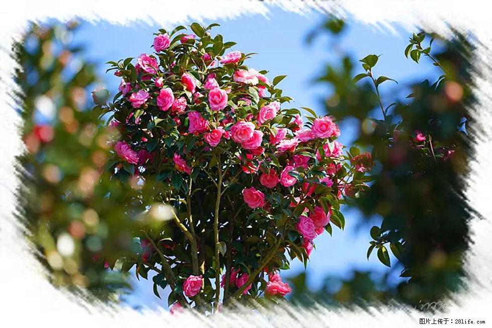 【春天，广西桂林灌阳县向您发出邀请！】杨柳井茶花惹人爱 - 游山玩水 - 清远生活社区 - 清远28生活网 qingyuan.28life.net