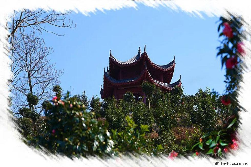 【春天，广西桂林灌阳县向您发出邀请！】杨柳井茶花惹人爱 - 游山玩水 - 清远生活社区 - 清远28生活网 qingyuan.28life.net
