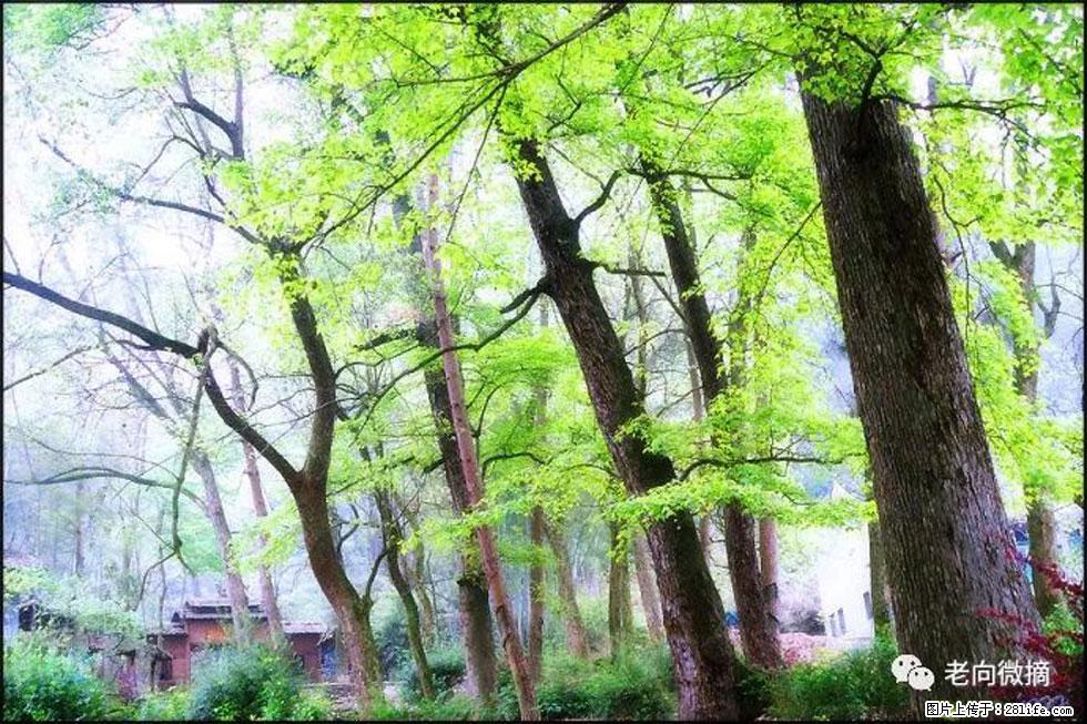 【春天，广西桂林灌阳县向您发出邀请！】在小龙村与春天约会 - 游山玩水 - 清远生活社区 - 清远28生活网 qingyuan.28life.net