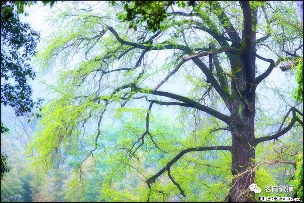 【春天，广西桂林灌阳县向您发出邀请！】在小龙村与春天约会 - 游山玩水 - 清远生活社区 - 清远28生活网 qingyuan.28life.net