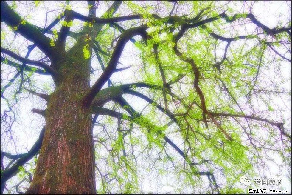 【春天，广西桂林灌阳县向您发出邀请！】在小龙村与春天约会 - 游山玩水 - 清远生活社区 - 清远28生活网 qingyuan.28life.net