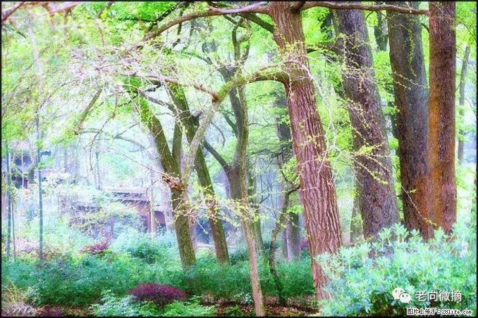 【春天，广西桂林灌阳县向您发出邀请！】在小龙村与春天约会 - 游山玩水 - 清远生活社区 - 清远28生活网 qingyuan.28life.net