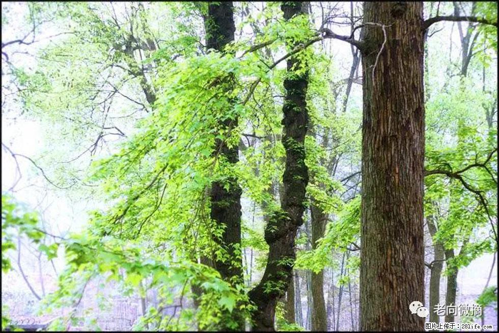 【春天，广西桂林灌阳县向您发出邀请！】在小龙村与春天约会 - 游山玩水 - 清远生活社区 - 清远28生活网 qingyuan.28life.net