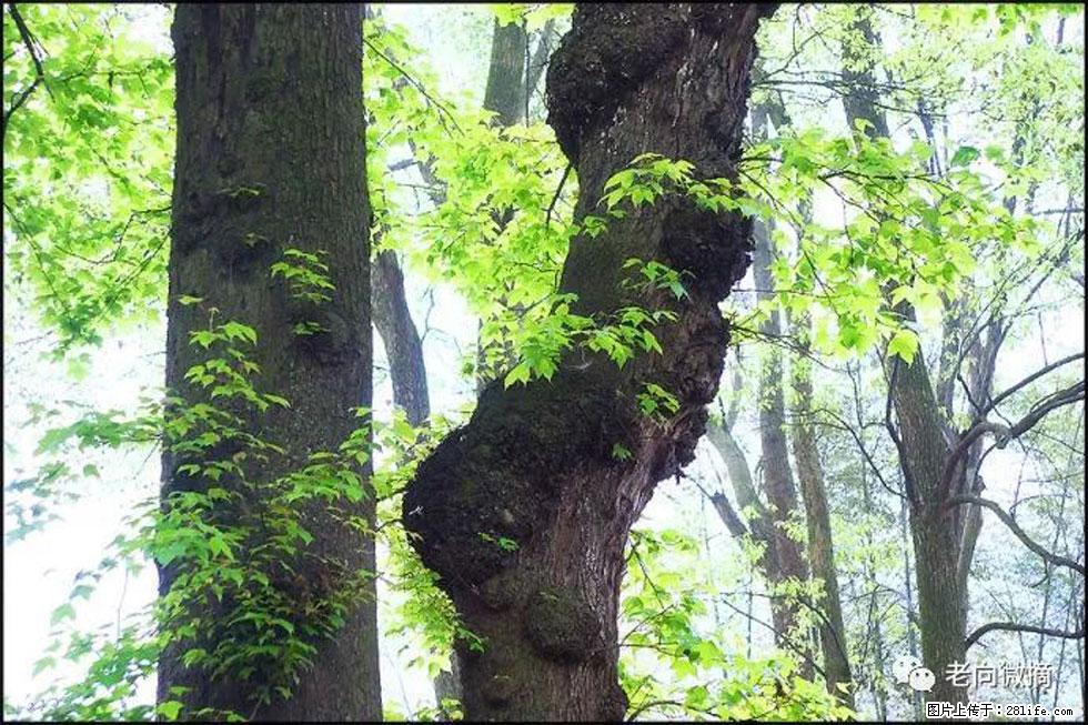 【春天，广西桂林灌阳县向您发出邀请！】在小龙村与春天约会 - 游山玩水 - 清远生活社区 - 清远28生活网 qingyuan.28life.net
