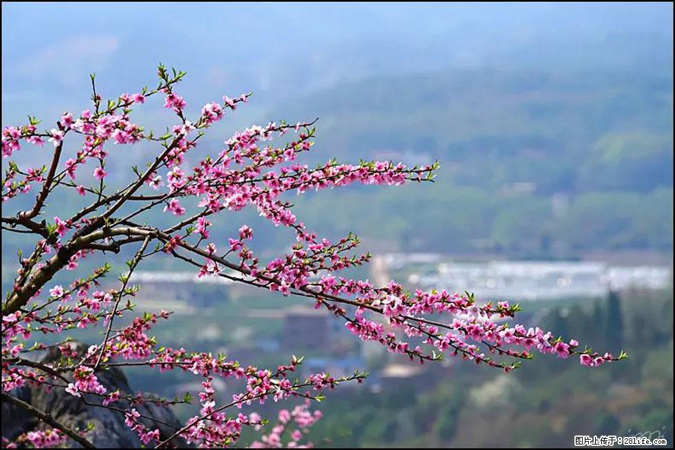 【春天，广西桂林灌阳县向您发出邀请！】望月岭上桃花开 - 游山玩水 - 清远生活社区 - 清远28生活网 qingyuan.28life.net