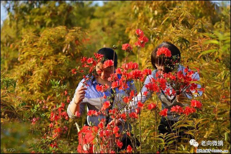 【春天，广西桂林灌阳县向您发出邀请！】登麒麟山，相约映山红 - 游山玩水 - 清远生活社区 - 清远28生活网 qingyuan.28life.net