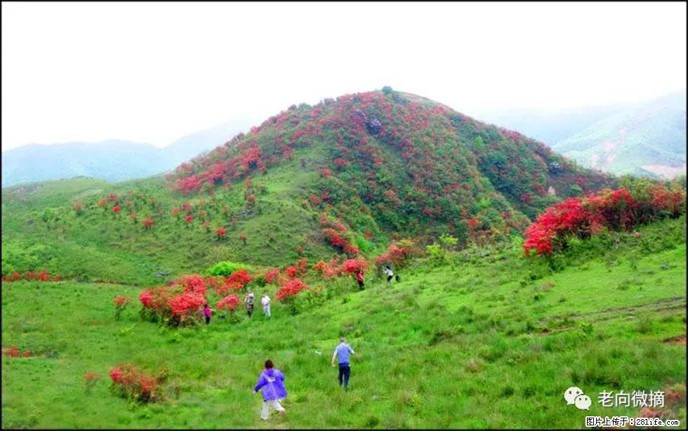 【春天，广西桂林灌阳县向您发出邀请！】宝盖山上映山红 - 游山玩水 - 清远生活社区 - 清远28生活网 qingyuan.28life.net