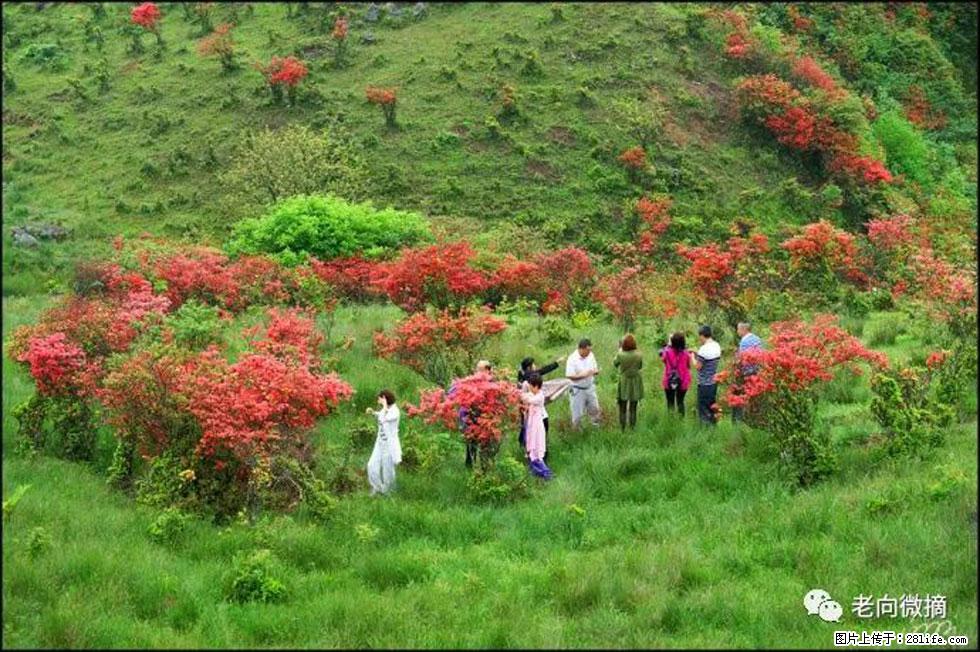 【春天，广西桂林灌阳县向您发出邀请！】宝盖山上映山红 - 游山玩水 - 清远生活社区 - 清远28生活网 qingyuan.28life.net