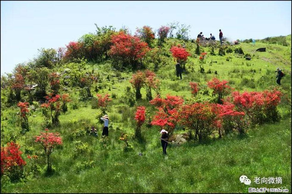 【春天，广西桂林灌阳县向您发出邀请！】宝盖山上映山红 - 游山玩水 - 清远生活社区 - 清远28生活网 qingyuan.28life.net