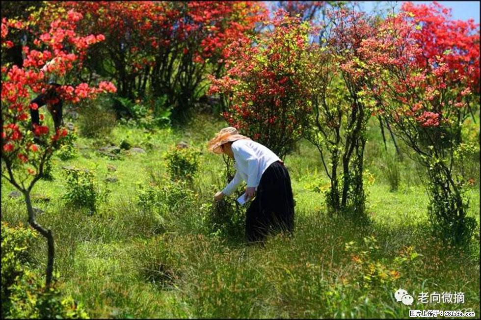 【春天，广西桂林灌阳县向您发出邀请！】宝盖山上映山红 - 游山玩水 - 清远生活社区 - 清远28生活网 qingyuan.28life.net