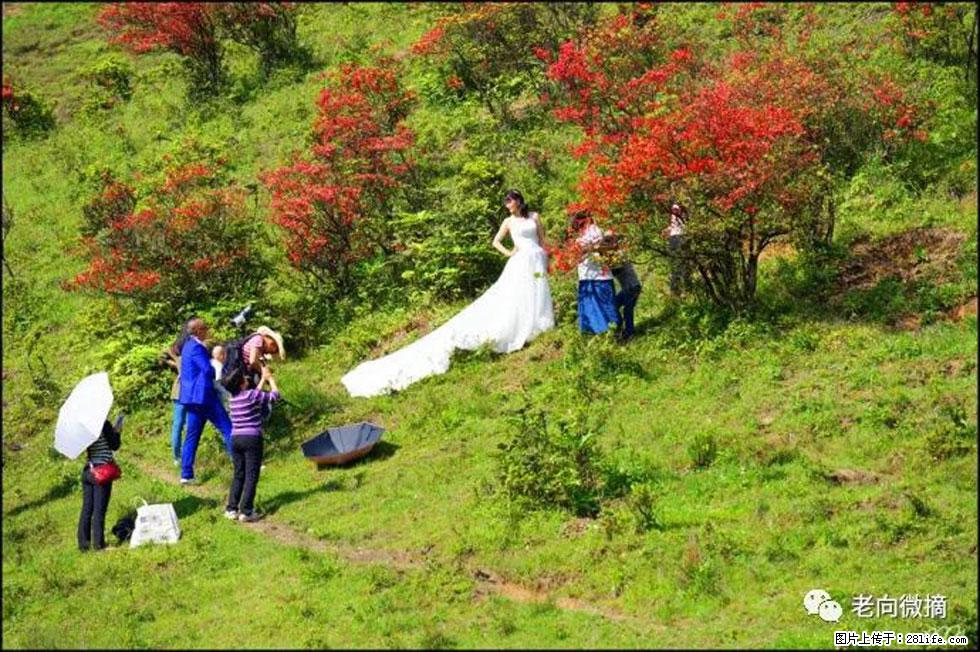【春天，广西桂林灌阳县向您发出邀请！】宝盖山上映山红 - 游山玩水 - 清远生活社区 - 清远28生活网 qingyuan.28life.net
