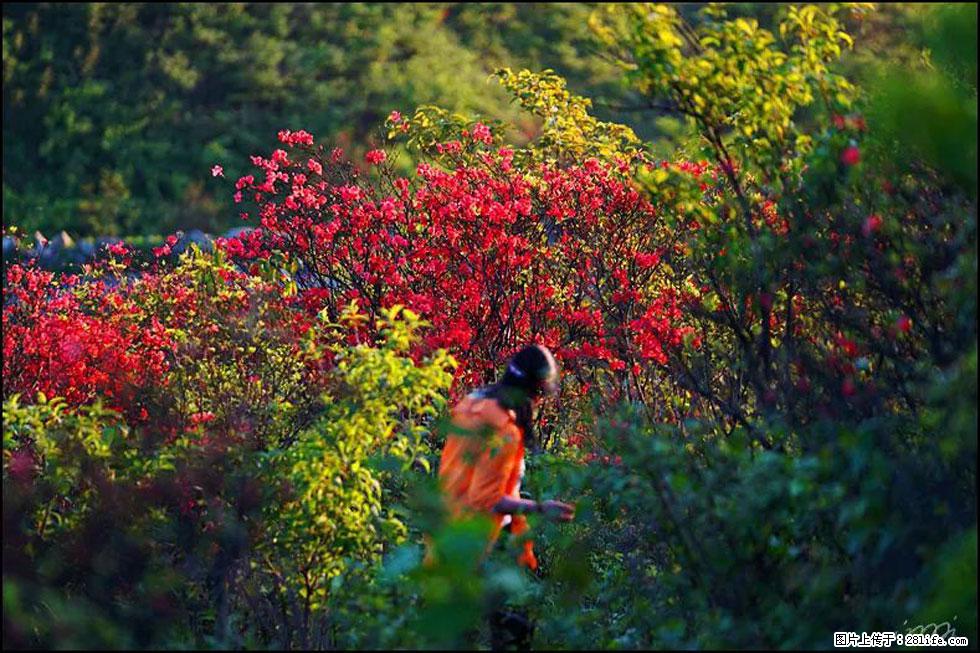 【春天，广西桂林灌阳县向您发出邀请！】春木界上映山红 - 游山玩水 - 清远生活社区 - 清远28生活网 qingyuan.28life.net