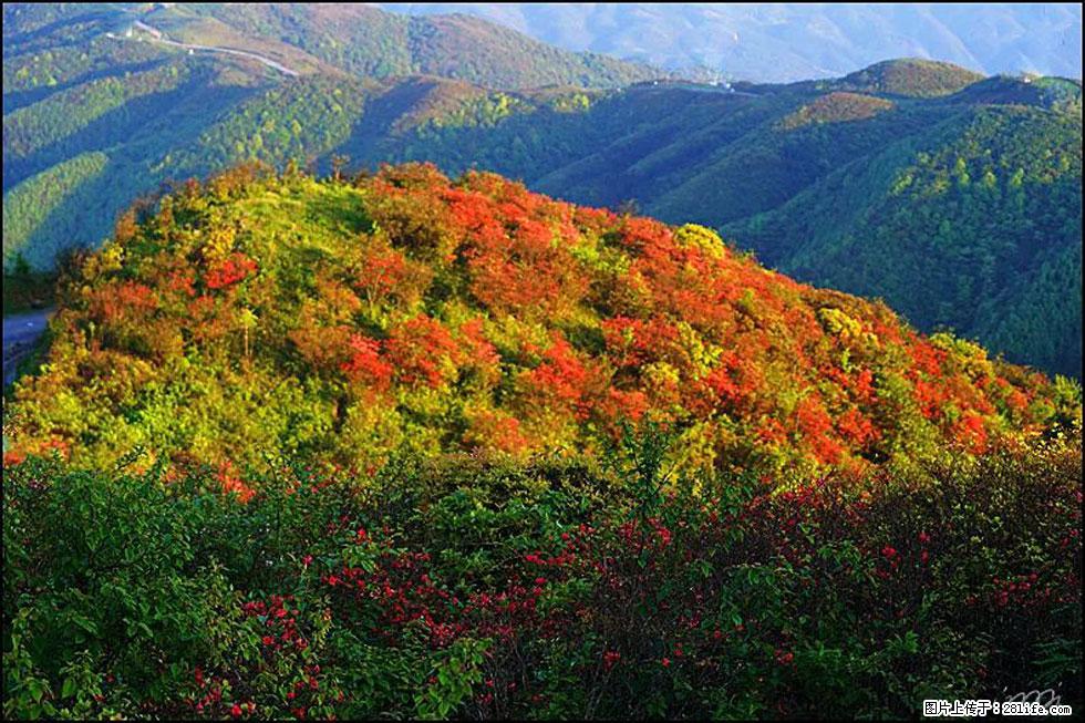 【春天，广西桂林灌阳县向您发出邀请！】春木界上映山红 - 游山玩水 - 清远生活社区 - 清远28生活网 qingyuan.28life.net