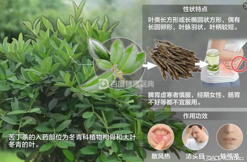 苦丁茶有哪些功效和作用 - 生活百科 - 清远生活社区 - 清远28生活网 qingyuan.28life.net