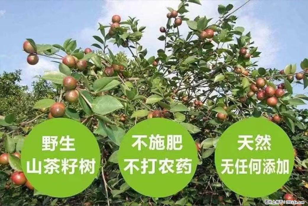 【灌阳县油茶产业示范区】一个有着充实的精神生活的人，对待身外之物自会有一种淡泊的态度 - 美食天地 - 清远生活社区 - 清远28生活网 qingyuan.28life.net