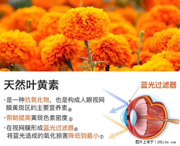 叶黄素有什么功效和作用 - 生活百科 - 清远生活社区 - 清远28生活网 qingyuan.28life.net