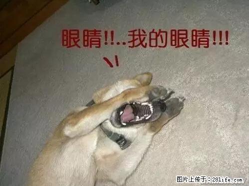 笑癫了！一女的怀孕三年未生，他终于忍不住了... - 娱乐八卦 - 清远生活社区 - 清远28生活网 qingyuan.28life.net