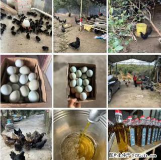 油茶园从小鸡仔开始养起的纯土鸡、土鸡蛋可以预定啦！还有前几天刚榨的纯山茶油哦 - 清远28生活网 qingyuan.28life.net