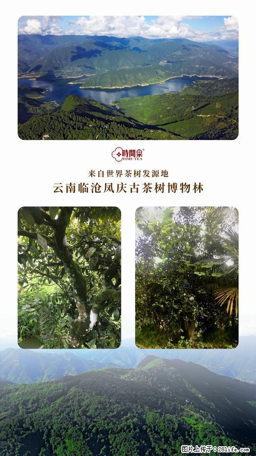 时间果百年古树2025年春红茶 - 购物交流 - 清远生活社区 - 清远28生活网 qingyuan.28life.net