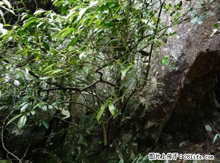 平乐石崖茶，珍贵仅次于金花茶 - 清远生活资讯 - 清远28生活网 qingyuan.28life.net