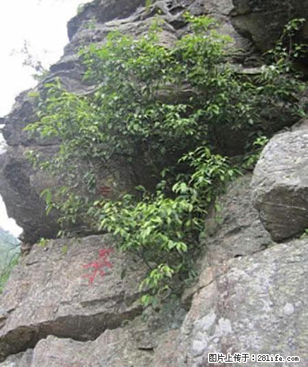 平乐石崖茶，珍贵仅次于金花茶 - 清远生活资讯 - 清远28生活网 qingyuan.28life.net