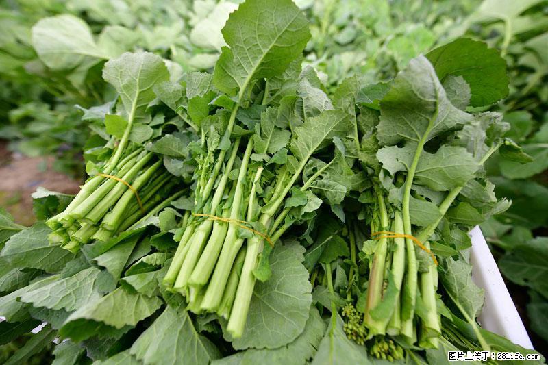 这些蔬菜是“天然钙片”，这6种被医生重点推荐 - 清远生活资讯 - 清远28生活网 qingyuan.28life.net